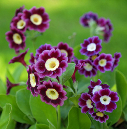 F004