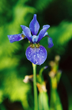 F008