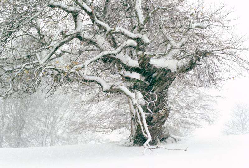Hobbit Tree